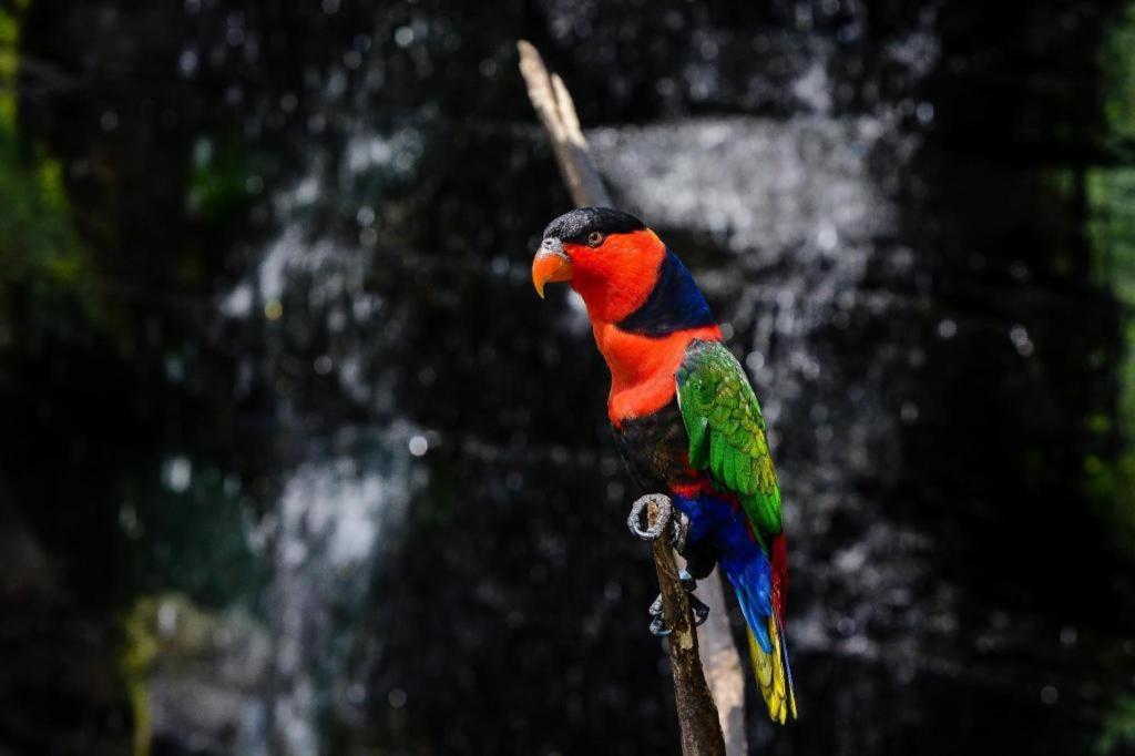 Wood Pecker Hotel Pakualaman Eksteriør bilde